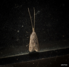 Lecithocera imprudens