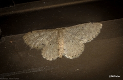 Idaea pilosata