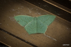 Maxates centrophylla