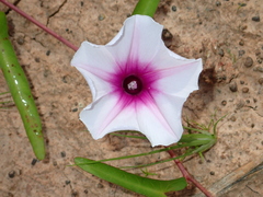 Ipomoea aquatica