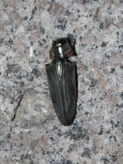 Belionota
