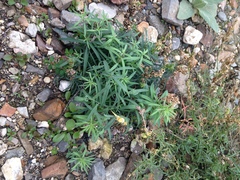 Linaria vulgaris