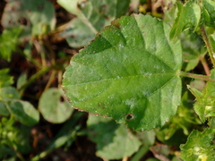 Malachra alceifolia