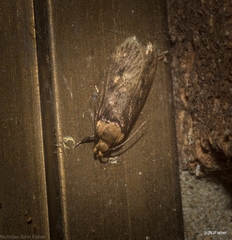 Mimobrachyoma maculifera