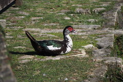 Cairina moschata domestica