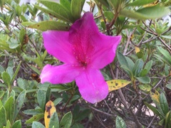 Rhododendron × pulchrum