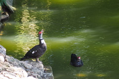 Cairina moschata domestica