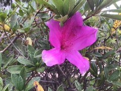 Rhododendron × pulchrum