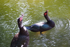 Cairina moschata domestica