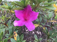 Rhododendron × pulchrum