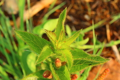 Acalypha angustata