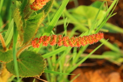Acalypha angustata
