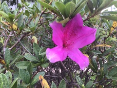 Rhododendron × pulchrum