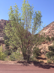 Fraxinus anomala