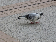 Columba livia domestica