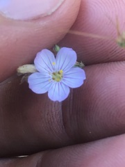 Leptosiphon liniflorus