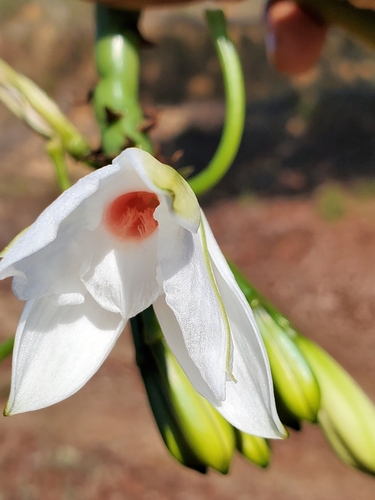 Vanilla madagascariensis image