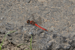 Sympetrum darwinianum