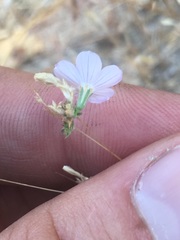 Leptosiphon liniflorus