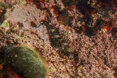 Bellapiscis lesleyae