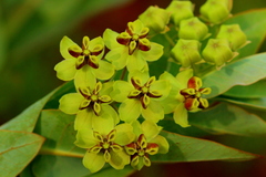 Gomphocarpus glaucophyllus