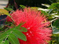 Calliandra haematocephala