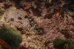 Bellapiscis lesleyae