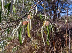 Elaeagnus angustifolia