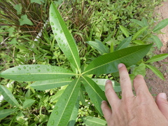 Alstonia scholaris
