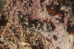 Bellapiscis lesleyae