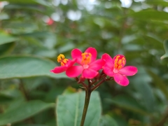 Jatropha integerrima