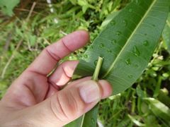 Alstonia scholaris