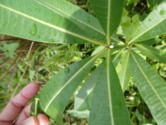 Alstonia scholaris