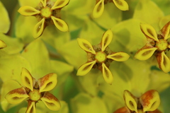 Gomphocarpus glaucophyllus