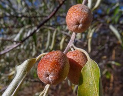 Elaeagnus angustifolia
