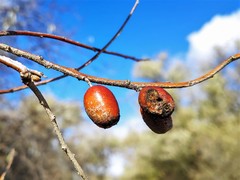 Elaeagnus angustifolia