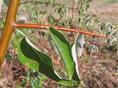 Elaeagnus angustifolia