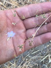 Leptosiphon liniflorus