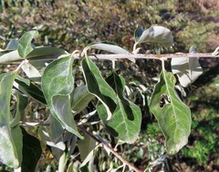 Elaeagnus angustifolia