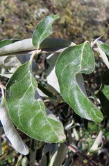 Elaeagnus angustifolia