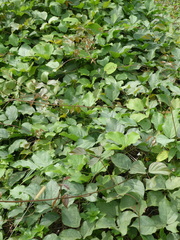 Canavalia cathartica