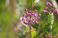Callicarpa japonica luxurians