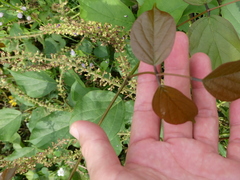 Canavalia cathartica