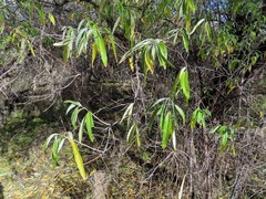 Elaeagnus angustifolia