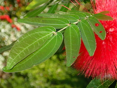 Calliandra haematocephala