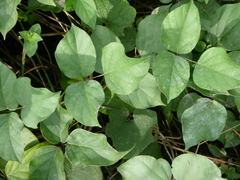 Canavalia cathartica