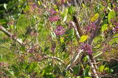 Callicarpa japonica luxurians