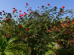 Calliandra haematocephala