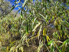 Elaeagnus angustifolia