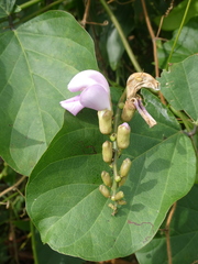 Canavalia cathartica